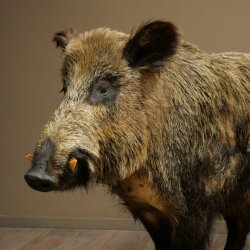 Wildschwein europäischer Keiler (Sus scrofa) stehend Höhe 95 cm Tierpräparat Präparat Trophäe