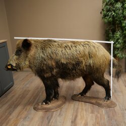 Wildschwein europäischer Keiler (Sus scrofa) stehend Höhe 95 cm Tierpräparat Präparat Trophäe