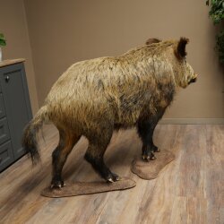 Wildschwein europäischer Keiler (Sus scrofa) stehend Höhe 95 cm Tierpräparat Präparat Trophäe