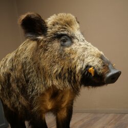 Wildschwein europäischer Keiler (Sus scrofa) stehend Höhe 95 cm Tierpräparat Präparat Trophäe