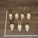 Rehgeweihe lose 7 Stück Geweihe mit ganzer Nase...