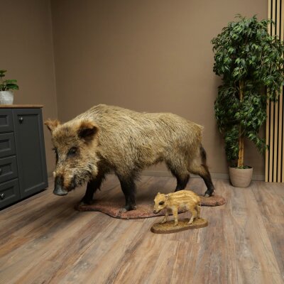 Wildschwein europäischer Bache (Sus scrofa) mit Frischling stehend Tierpräparat Präparat Trophäe