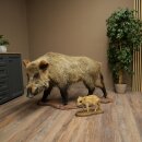 Stuffed European wild boar (Sus scrofa) with a piglet,...