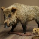 Stuffed European wild boar (Sus scrofa) with a piglet,...