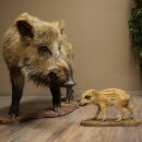Wildschwein europäischer Bache (Sus scrofa) mit Frischling stehend Tierpräparat Präparat Trophäe