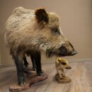 Wildschwein europäischer Bache (Sus scrofa) mit Frischling stehend Tierpräparat Präparat Trophäe