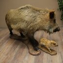 Wildschwein europäischer Bache (Sus scrofa) mit Frischling stehend Tierpräparat Präparat Trophäe