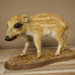 Wildschwein europäischer Bache (Sus scrofa) mit Frischling stehend Tierpräparat Präparat Trophäe