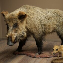 Wildschwein europäischer Bache (Sus scrofa) mit Frischling stehend Tierpräparat Präparat Trophäe