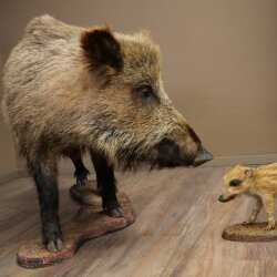 Wildschwein europäischer Bache (Sus scrofa) mit Frischling stehend Tierpräparat Präparat Trophäe
