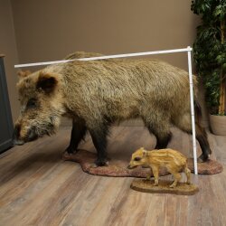 Wildschwein europäischer Bache (Sus scrofa) mit Frischling stehend Tierpräparat Präparat Trophäe
