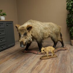 Wildschwein europäischer Bache (Sus scrofa) mit Frischling stehend Tierpräparat Präparat Trophäe