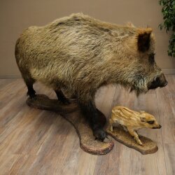 Wildschwein europäischer Bache (Sus scrofa) mit Frischling stehend Tierpräparat Präparat Trophäe