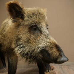 Wildschwein europäischer Bache (Sus scrofa) mit Frischling stehend Tierpräparat Präparat Trophäe