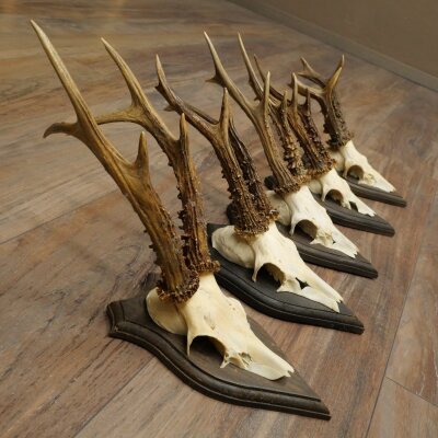 Roe Deer Antlers: 5 Roe Deer Bucks, Roe Deer Buck Antlers on Trophy Plaques 20,130
