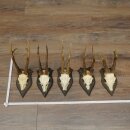 Corna di capriolo 5 x maschi di capriolo Corna di...