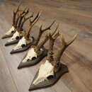 Roe Deer Antlers: 5 Roe Deer Bucks, Roe Deer Buck Antlers on Trophy Plaques 20,130