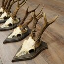 Roe Deer Antlers: 5 Roe Deer Bucks, Roe Deer Buck Antlers on Trophy Plaques 20,130
