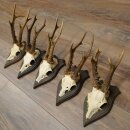 Roe Deer Antlers: 5 Roe Deer Bucks, Roe Deer Buck Antlers on Trophy Plaques 20,130