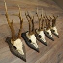 Roe Deer Antlers: 5 Roe Deer Bucks, Roe Deer Buck Antlers on Trophy Plaques 20,130