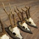 Roe Deer Antlers: 5 Roe Deer Bucks, Roe Deer Buck Antlers on Trophy Plaques 20,130