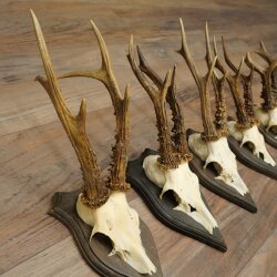Roe Deer Antlers: 5 Roe Deer Bucks, Roe Deer Buck Antlers on Trophy Plaques 20,130