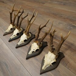 Roe Deer Antlers: 5 Roe Deer Bucks, Roe Deer Buck Antlers on Trophy Plaques 20,130