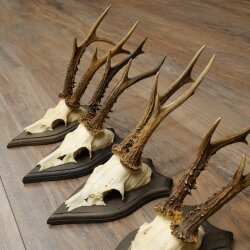 Roe Deer Antlers: 5 Roe Deer Bucks, Roe Deer Buck Antlers on Trophy Plaques 20,130