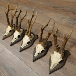 Roe Deer Antlers: 5 Roe Deer Bucks, Roe Deer Buck Antlers on Trophy Plaques 20,130