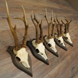 Roe Deer Antlers: 5 Roe Deer Bucks, Roe Deer Buck Antlers on Trophy Plaques 20,130