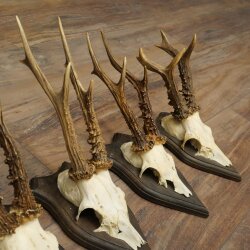 Roe Deer Antlers: 5 Roe Deer Bucks, Roe Deer Buck Antlers on Trophy Plaques 20,130