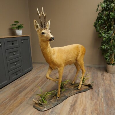 Roebuck, Whole Mount, Standing on a Decorative Pedestal 84.10.6