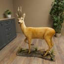 Roebuck, Whole Mount, Standing on a Decorative Pedestal 84.10.6