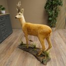 Roebuck, Whole Mount, Standing on a Decorative Pedestal 84.10.6