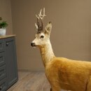 Roebuck, Whole Mount, Standing on a Decorative Pedestal 84.10.6