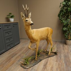 Roebuck, Whole Mount, Standing on a Decorative Pedestal 84.10.6