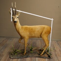 Roebuck, Whole Mount, Standing on a Decorative Pedestal 84.10.6