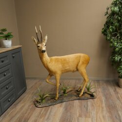 Roebuck, Whole Mount, Standing on a Decorative Pedestal 84.10.6