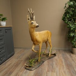 Roebuck, Whole Mount, Standing on a Decorative Pedestal 84.10.6