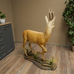 Roebuck, Whole Mount, Standing on a Decorative Pedestal 84.10.6