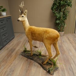 Roebuck, Whole Mount, Standing on a Decorative Pedestal 84.10.6