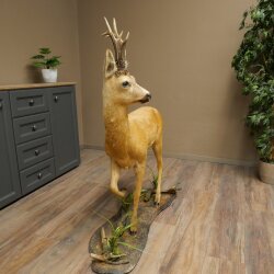 Roebuck, Whole Mount, Standing on a Decorative Pedestal 84.10.6