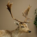 Daim, cerf, spécimen empaillé entier, en...
