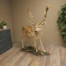 Damhirsch Hirsch Ganzpräparat stehend Höhe 145 cm präpariert Tierpräparat