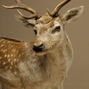 Damhirsch Hirsch Ganzpräparat stehend Höhe 145 cm präpariert Tierpräparat
