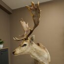 Damhirsch Hirsch Ganzpräparat stehend Höhe 145 cm präpariert Tierpräparat