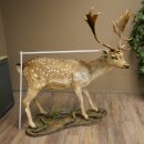 Damhirsch Hirsch Ganzpräparat stehend Höhe 145 cm präpariert Tierpräparat