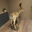 Damhirsch Hirsch Ganzpräparat stehend Höhe 145 cm präpariert Tierpräparat