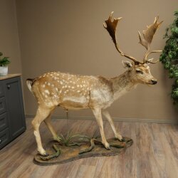 Damhirsch Hirsch Ganzpräparat stehend Höhe 145 cm präpariert Tierpräparat