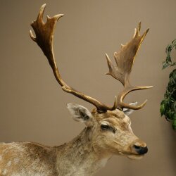 Damhirsch Hirsch Ganzpräparat stehend Höhe 145 cm präpariert Tierpräparat